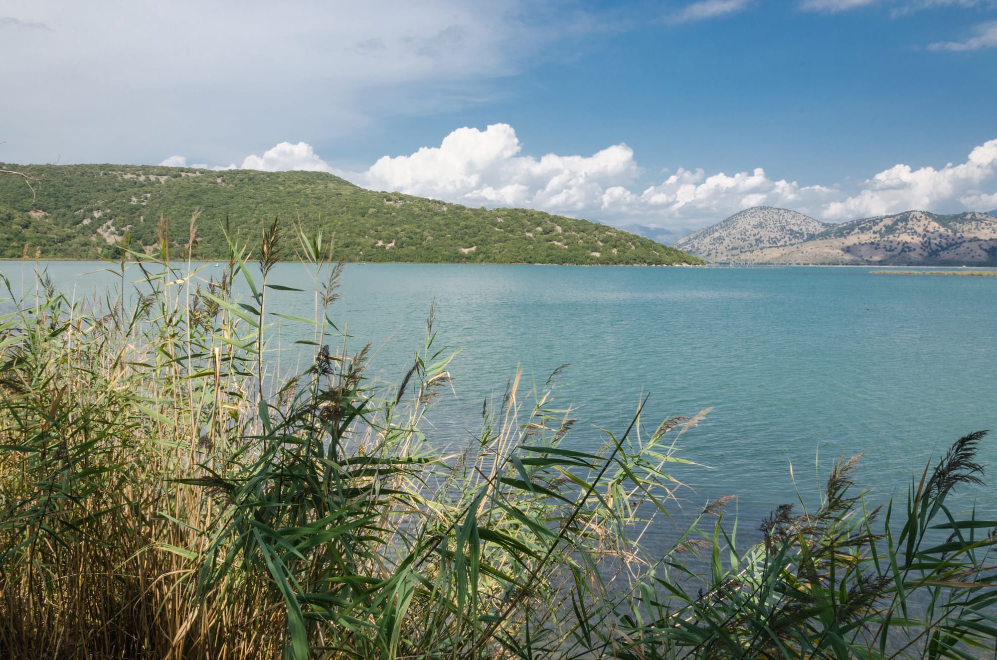  Vend ideal peshkimi krapi pranë bimësisë ujore